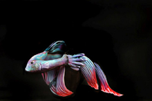 Bodypaint de Gesine Marwedel - 15